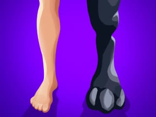 Real Animal Merge 3D